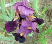 P1010676 IRIS GANZ.jpg