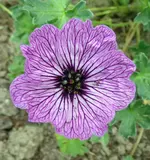 P1010684 Geraniun.webp