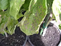 Flecken 29.07.2009 (1).webp