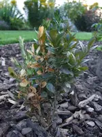 Buchs braun 02.webp
