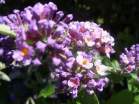 Flower_Power.webp