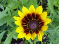 Garten_Juli_020.webp