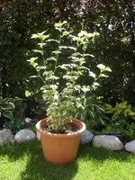Hibiskus_buntblättrig.webp