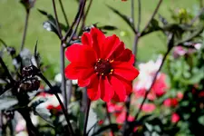 comp_IMG_8124.webp