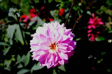 comp_IMG_8125.webp