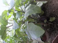 Gaten290709 007.webp