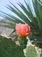 Blühender Kaktus.webp