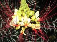 Einzelne Blüte im Dunkeln.webp