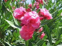 Gefüllter Oleander.webp