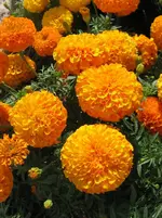 Tagetes in einer Rabatte.webp