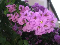 Traumhafte Bougainvillea.webp