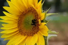 tiere3.webp