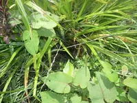 IMGP5159.webp