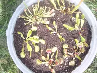 IMGP5160.webp