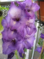 IMG_0784.webp