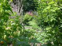 Garten Juli13 002.webp