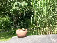 Garten Juli13 004.webp