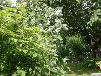 Garten Juli13 005.webp