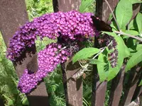 Garten Juli13 008.webp