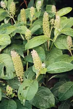 Garten_EndeJuli_2009 011.webp