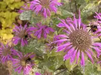 Indianernessel.webp Indianernessel.webp