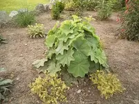 Frauenmantel.webp Frauenmantel.webp