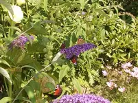 schmetterlingsstrauch.webp schmetterlingsstrauch.webp