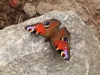 schmetterling.webp schmetterling.webp