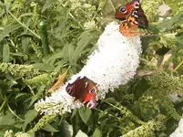 Schmetterlingsstrauch-weiß.webp Schmetterlingsstrauch-weiß.webp