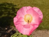 rosa Mohn.webp rosa Mohn.webp
