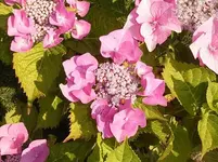 Tellerhortensie.webp Tellerhortensie.webp