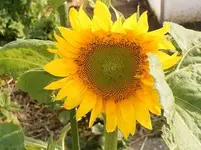 sonnenblume.webp sonnenblume.webp