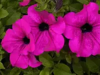 Petunien.webp Petunien.webp