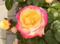 Rose-1.webp Rose-1.webp