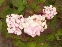 Hortensie.webp Hortensie.webp