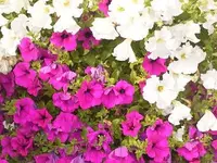 blütenmeer.webp blütenmeer.webp