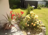 Bernsteinrose.webp Bernsteinrose.webp