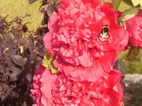 bauernrose-nah.webp bauernrose-nah.webp