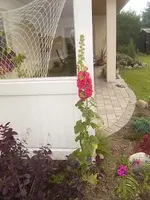 bauernrose.webp bauernrose.webp