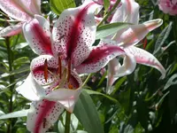 DSCN7514.webp