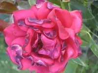 garten 09+Stoßstange 013.webp