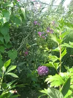 garten 09+Stoßstange 017.webp