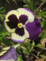 garten 09+Stoßstange 019.webp