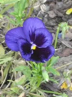 garten 09+Stoßstange 020.webp