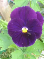 garten 09+Stoßstange 021.webp
