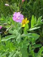 garten 09+Stoßstange 026.webp