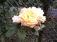 Noname1.webp