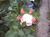 Noname2.webp