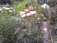 Noname2_Habitus.webp