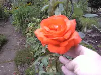 Noname3.webp